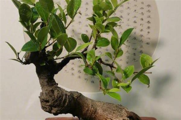 榕树零下10度会不会冻死，可能会冻死