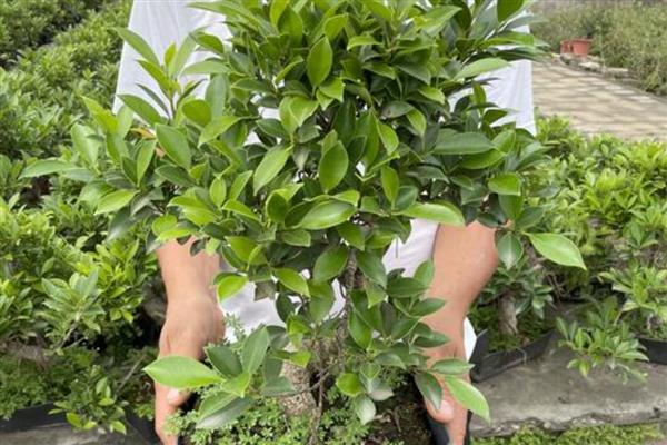 榕树零下10度会不会冻死，可能会冻死