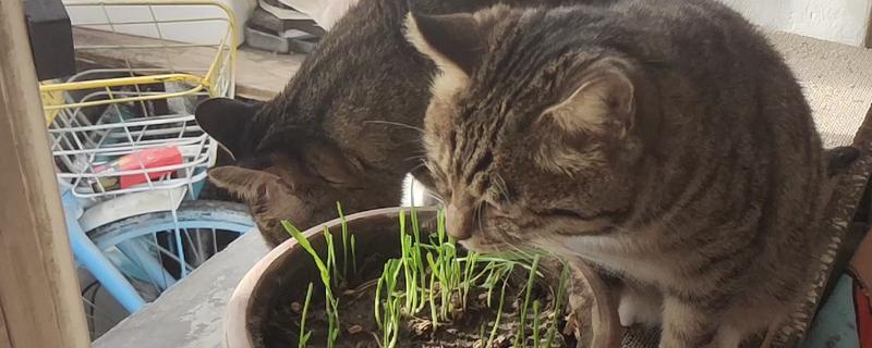 猫春季换毛预防毛球症的方法,饲喂猫草、化毛膏、化毛球片均有效果