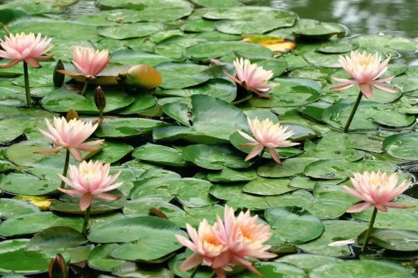 睡莲的开花时间，在5-8月陆续开花