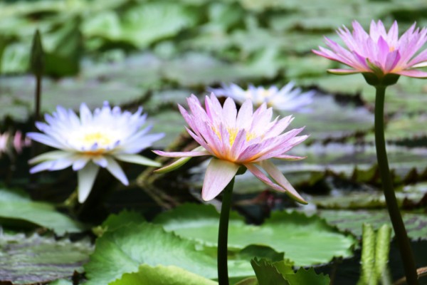 睡莲的开花时间，在5-8月陆续开花