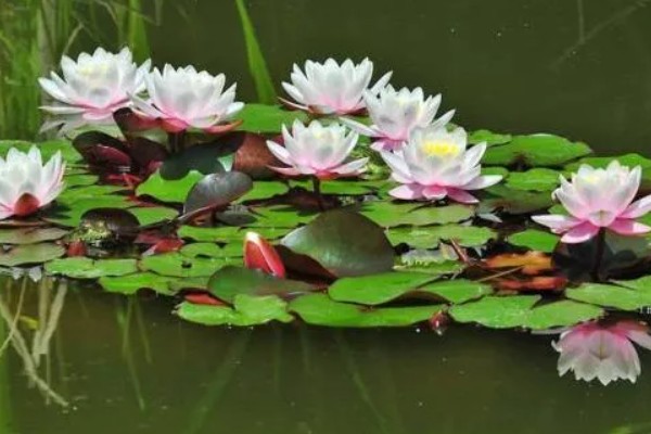 睡莲的开花时间，在5-8月陆续开花
