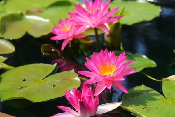 睡莲的开花时间，在5-8月陆续开花
