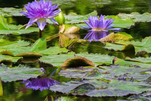 睡莲的开花时间，在5-8月陆续开花