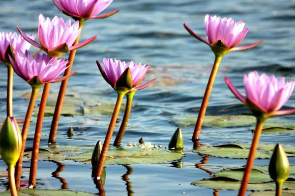睡莲的开花时间，在5-8月陆续开花