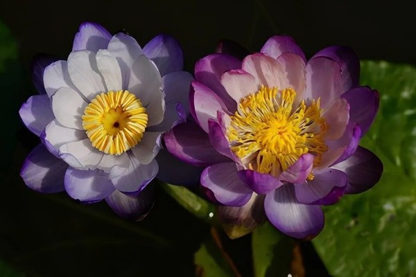 睡莲的开花时间，在5-8月陆续开花
