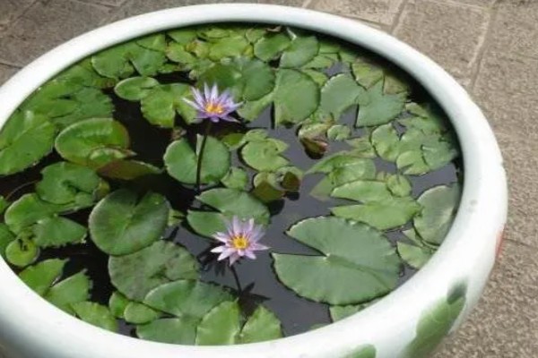 睡莲的开花时间，在5-8月陆续开花