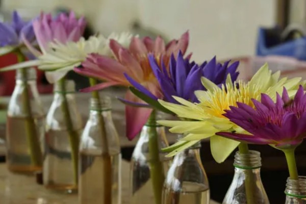 睡莲的开花时间，在5-8月陆续开花