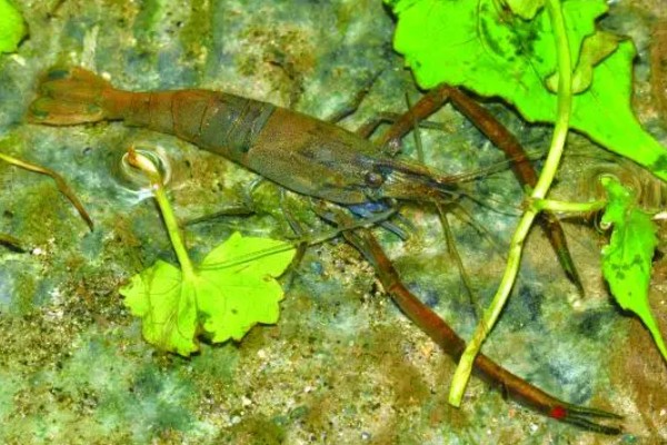 沼虾要不要去虾线，食用前通常要去虾线
