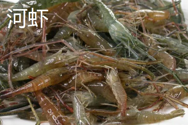 沼虾要不要去虾线，食用前通常要去虾线