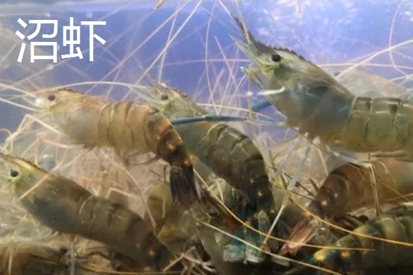 沼虾要不要去虾线，食用前通常要去虾线