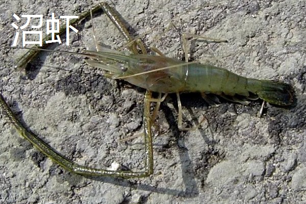 沼虾要不要去虾线，食用前通常要去虾线