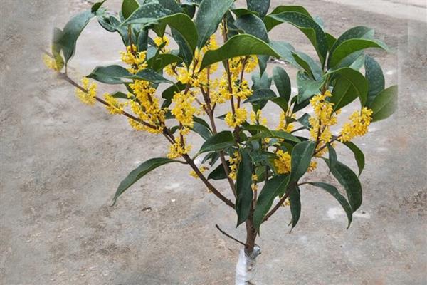 日香桂花的花期，通常在每年的9月份