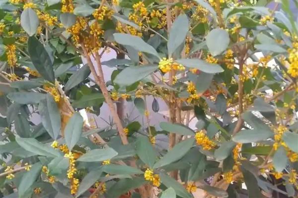 日香桂花的花期，通常在每年的9月份