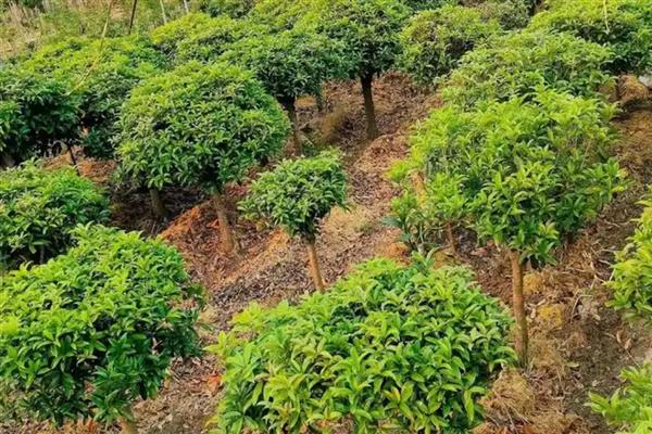 日香桂花的花期，通常在每年的9月份