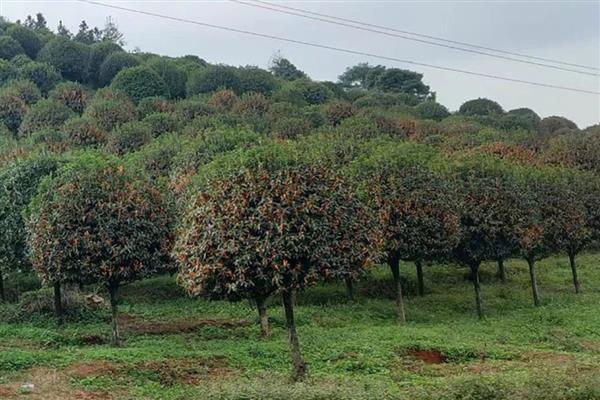 日香桂花的花期，通常在每年的9月份