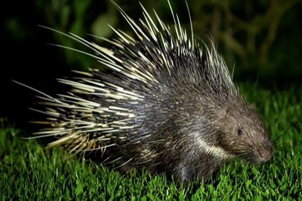 豪猪的天敌，有狮子、渔貂、美洲豹等