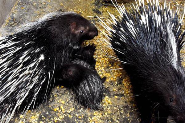 豪猪的天敌，有狮子、渔貂、美洲豹等