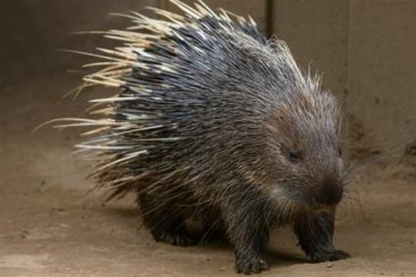 豪猪的天敌，有狮子、渔貂、美洲豹等