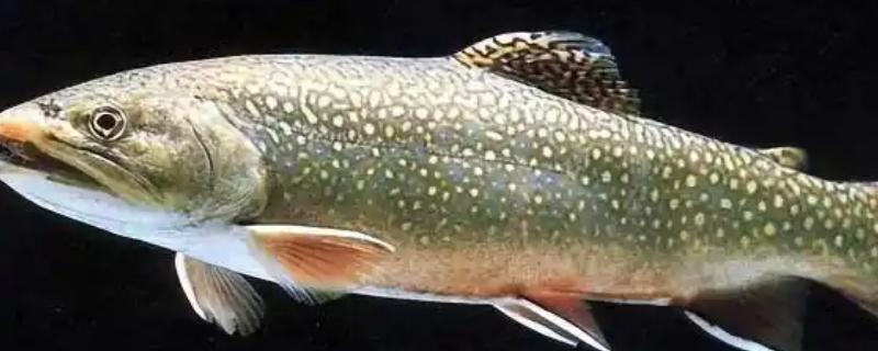 鲑鱼和三文鱼有何区别，体型、外观、鱼鳞等方面都不同