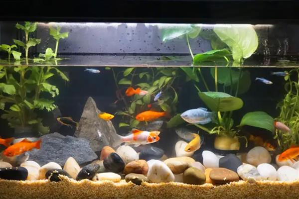 鱼缸刚换的水为什么发白像起雾，说明缸内的硝化系统崩溃了