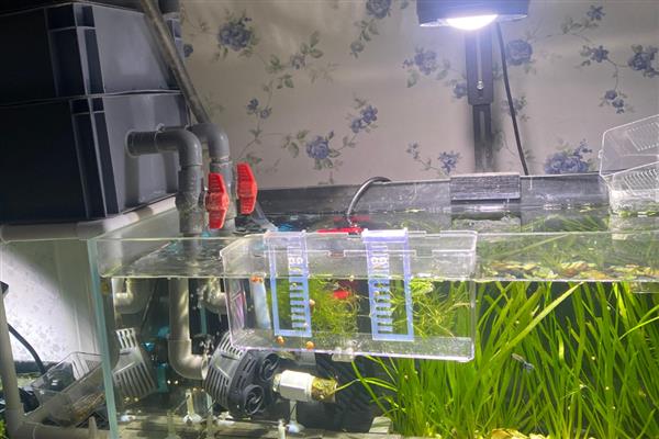 鱼缸刚换的水为什么发白像起雾，说明缸内的硝化系统崩溃了
