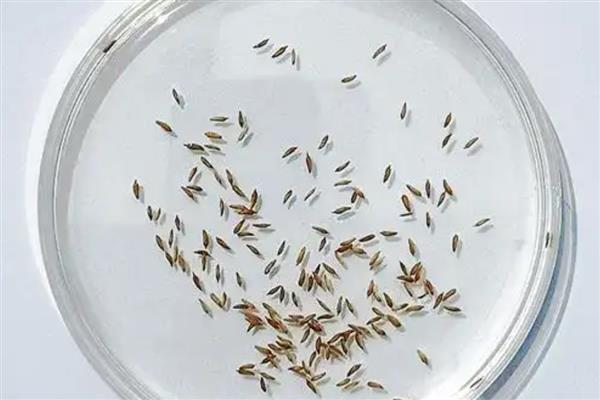 蒲公英种子的种植时间，春夏秋三季均可种植