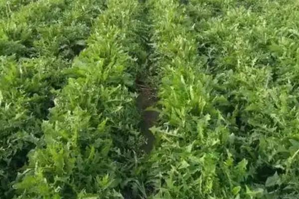 蒲公英种子的种植时间，春夏秋三季均可种植