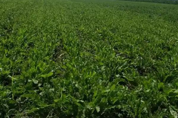 蒲公英种子的种植时间，春夏秋三季均可种植