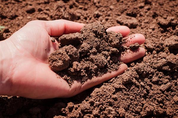 蒲公英种子的种植时间，春夏秋三季均可种植