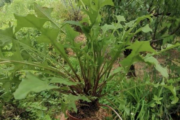 蒲公英种子的种植时间，春夏秋三季均可种植