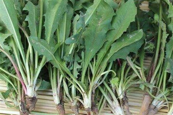 蒲公英种子的种植时间，春夏秋三季均可种植