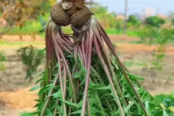 蒲公英种子的种植时间，春夏秋三季均可种植