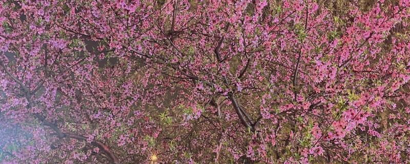 樱花冬天能否养在室外，气温低于-15℃时要为它保温
