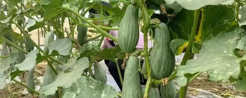 贵族南瓜怎么种植，每穴放入1-2粒种子