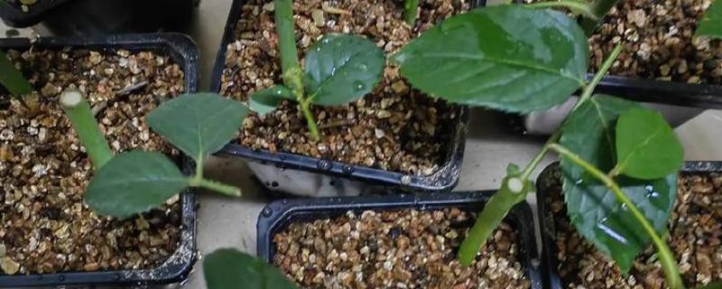 如何扦插月季，可水培扦插也可土培扦插