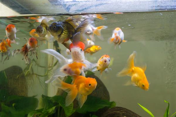 鱼缸刚换的水为什么发白像起雾，说明缸内的硝化系统崩溃了