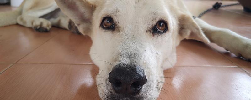 狗狗鼻子热是发烧吗，也可能是环境温度高等原因引起