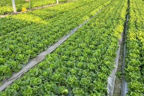 小雪后定植的蔬菜如何缓苗,定植前应闭棚提温暖地