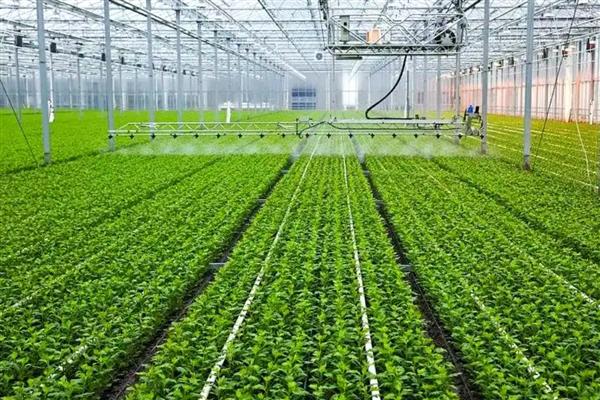 小雪后定植的蔬菜如何缓苗,定植前应闭棚提温暖地