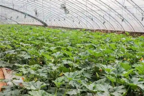 小雪后定植的蔬菜如何缓苗,定植前应闭棚提温暖地