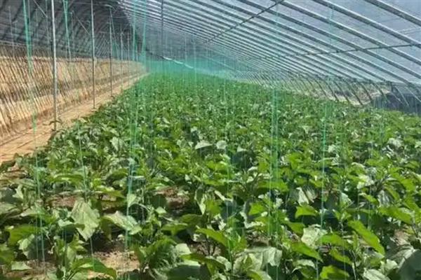 小雪后定植的蔬菜如何缓苗,定植前应闭棚提温暖地