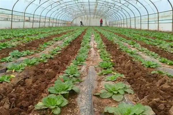 小雪后定植的蔬菜如何缓苗,定植前应闭棚提温暖地