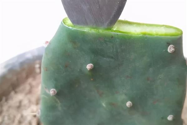 蟹爪兰如何嫁接到仙人掌上，要挑选生长健壮且无病虫的仙人掌