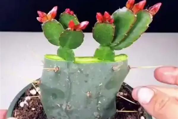 蟹爪兰如何嫁接到仙人掌上，要挑选生长健壮且无病虫的仙人掌