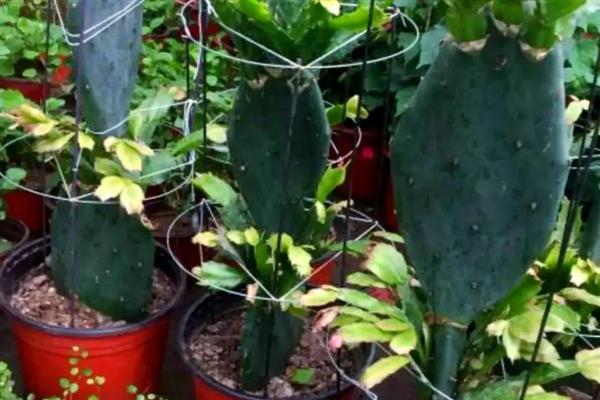 蟹爪兰如何嫁接到仙人掌上，要挑选生长健壮且无病虫的仙人掌