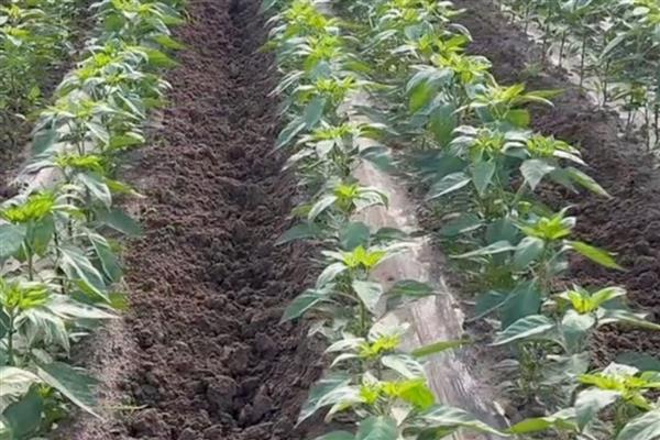 辣椒空心的原因，可能是前期控水过度所致