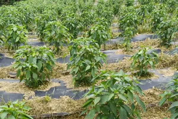 辣椒空心的原因，可能是前期控水过度所致