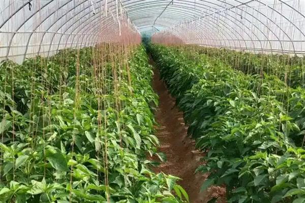 辣椒空心的原因，可能是前期控水过度所致