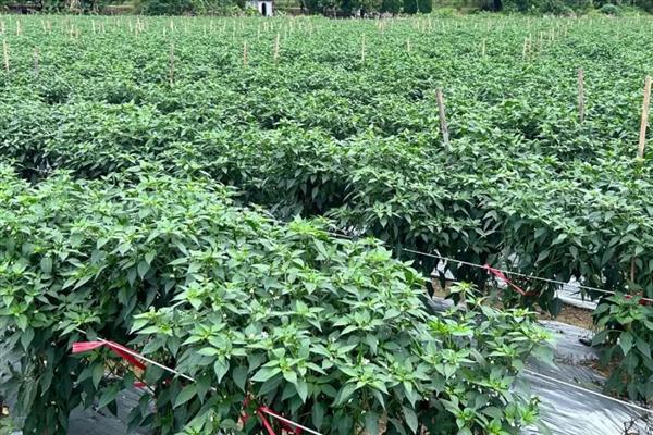 辣椒空心的原因，可能是前期控水过度所致